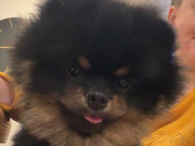 Male Black and Tan Pomeranian for stud in Carlow