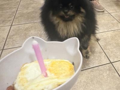 Male Black and Tan Pomeranian for stud in Carlow