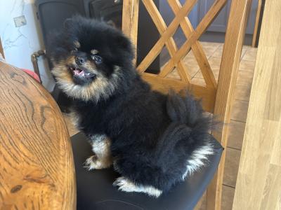 Male Black and Tan Pomeranian for stud in Carlow