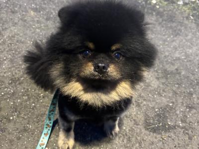 Male Black and Tan Pomeranian for stud in Carlow