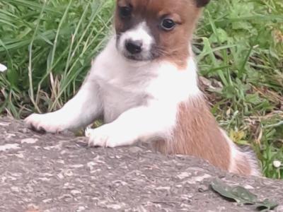 Purebred jack-russells puppies