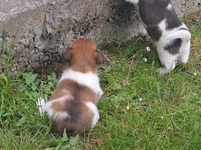 Purebred jack-russells puppies