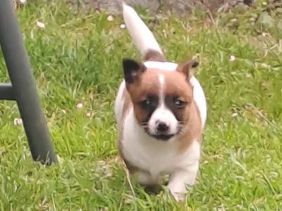 Purebred jack-russells puppies