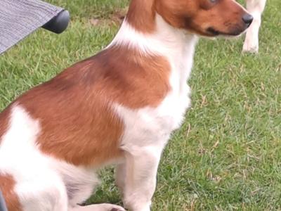Purebred jack-russells puppies