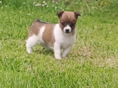 Purebred jack-russells puppies