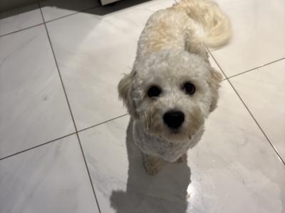 Male Cavachon puppy for sale in Tipperary