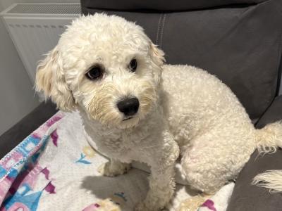Male Cavachon puppy for sale in Tipperary