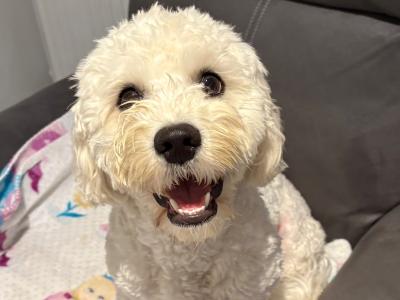 Male Cavachon puppy for sale in Tipperary