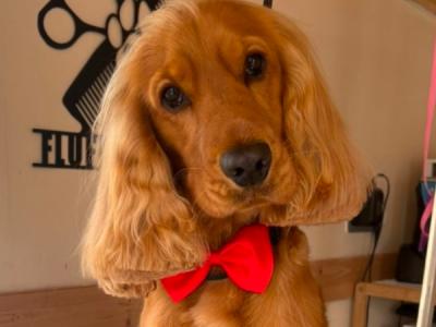 Jarvis the Cocker
