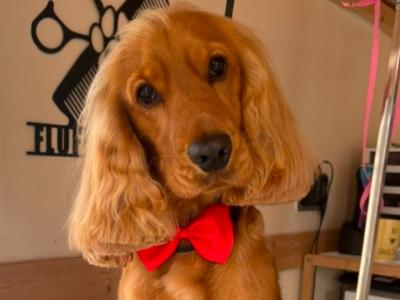 Jarvis the Cocker