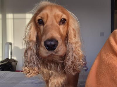 Jarvis the Cocker