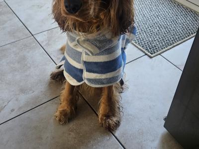 Jarvis the Cocker