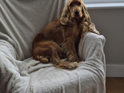 Jarvis the Cocker