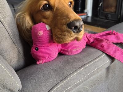Jarvis the Cocker