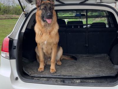German Shepherd for stud in Wexford