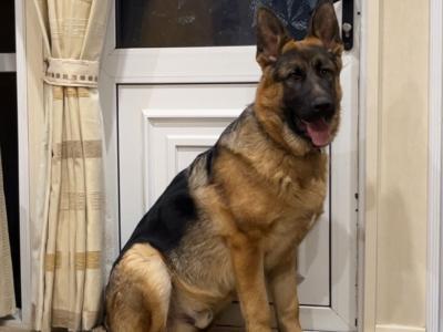 German Shepherd for stud in Wexford