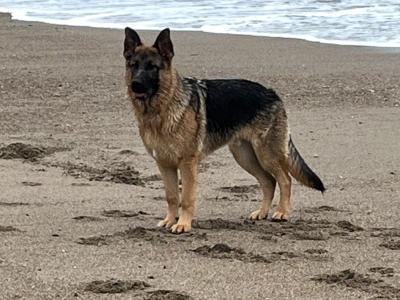 German Shepherd for stud in Wexford