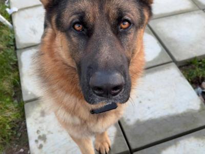 German Shepherd for stud in Wexford