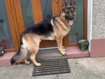 German Shepherd for stud in Wexford