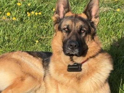 German Shepherd for stud in Wexford