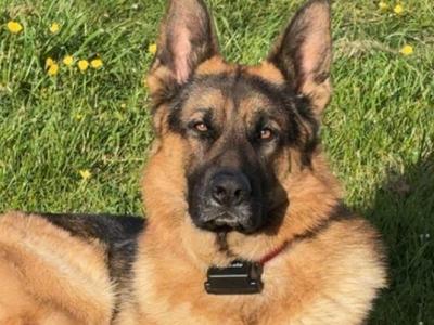 German Shepherd for stud in Wexford