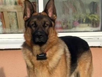 German Shepherd for stud in Wexford