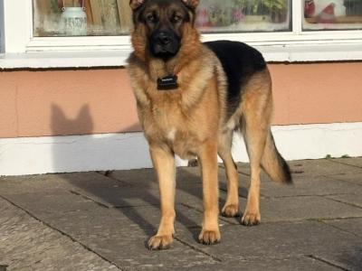 German Shepherd for stud