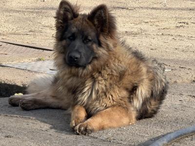 German Shepherd