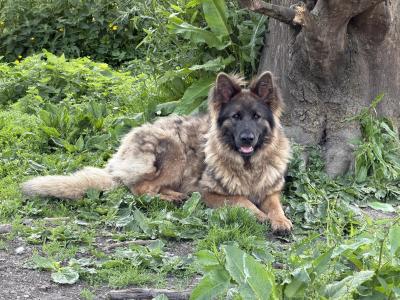 German Shepherd