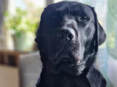 Rehoming our beautiful 3.5 year old male IKC Registered Labrador in Limerick