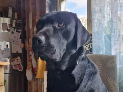 Rehoming our beautiful 3.5 year old male IKC Registered Labrador in Limerick