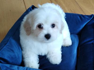 Beautiful Maltese x Bichon Frise puppies (Maltichon) in Meath