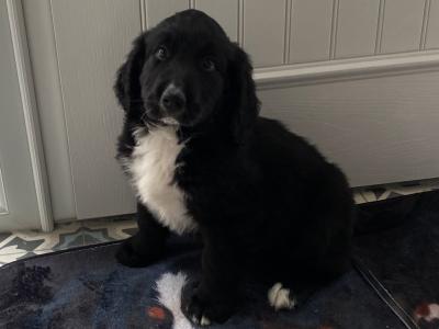 Male Golden Mountain Dog puppy in Kilkenny