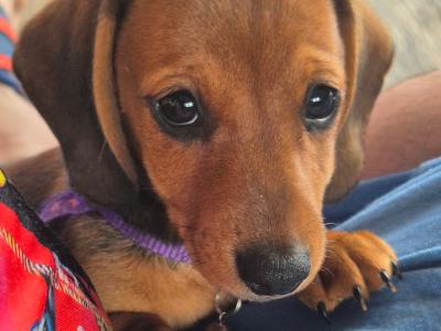 Dachshund puppies in Kilkenny. 3 females non-registered