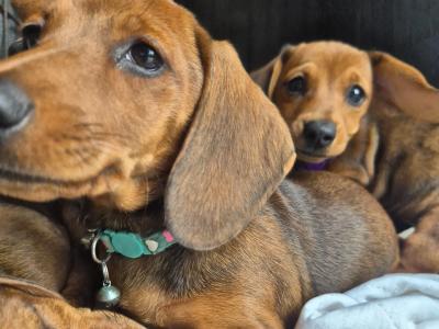 Dachshund puppies in Kilkenny. 3 females non-registered