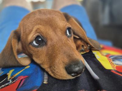 Dachshund puppies in Kilkenny. 3 females non-registered
