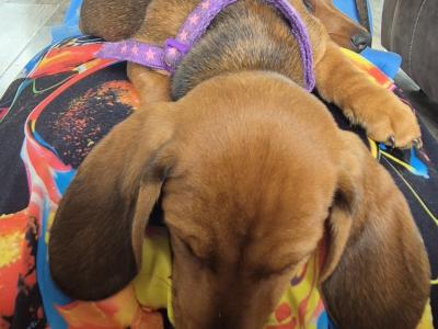 Dachshund puppies in Kilkenny. 3 females non-registered