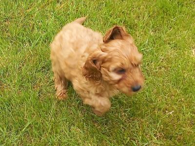 Stunning Cockapoo puppies in Limerick