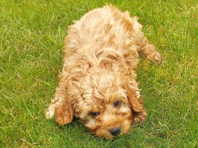 Stunning  female Cockapoo puppy 3 months old available in Limerick
