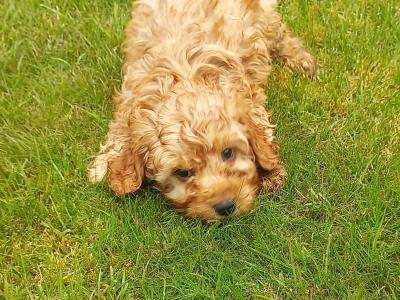 Stunning Cockapoo puppies in Limerick