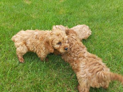 Stunning Cockapoo puppies in Limerick