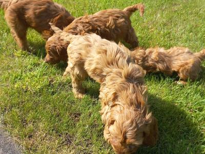 Stunning Cockapoo puppies in Limerick