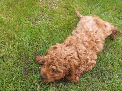 Stunning Cockapoo puppies in Limerick