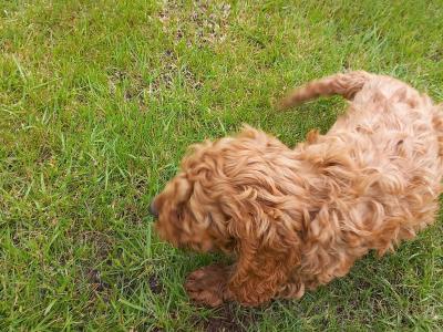 Stunning Cockapoo puppies in Limerick