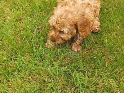 Stunning Cockapoo puppies in Limerick