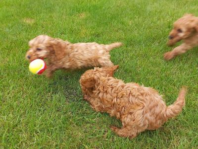 Stunning Cockapoo puppies in Limerick