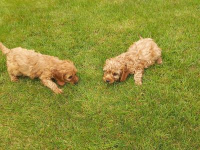 Stunning Cockapoo puppies in Limerick