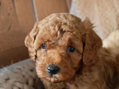 Miniature Poodle Pup's