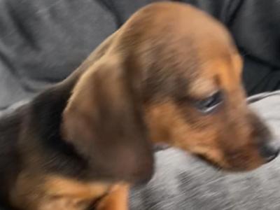 Dachshund puppies in Westmeath