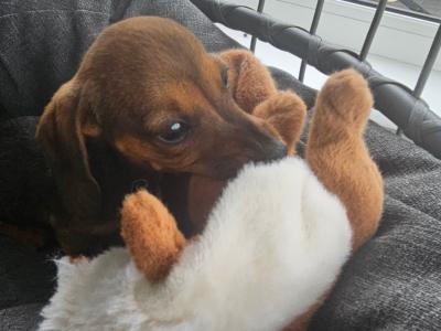 Dachshund puppies in Westmeath
